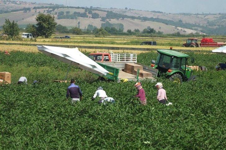 (özel Haber) Gönen Patlıcanında Hastalık Endişesi G5