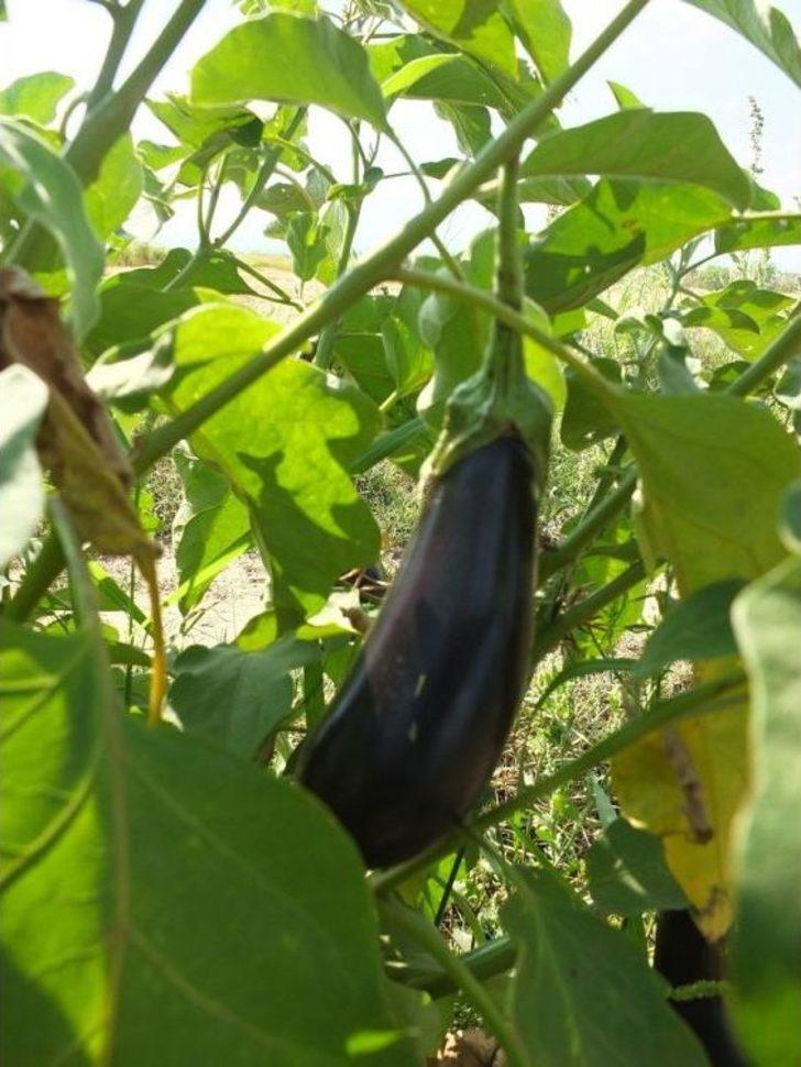 (özel Haber) Gönen Patlıcanında Hastalık Endişesi G1