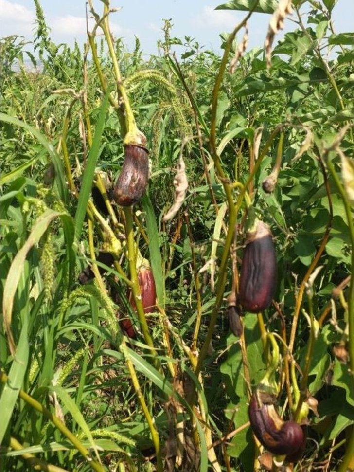 (özel Haber) Gönen Patlıcanında Hastalık Endişesi G2