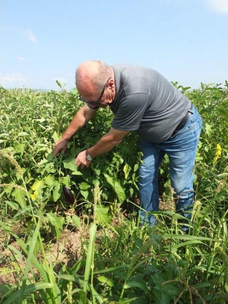(özel Haber) Gönen Patlıcanında Hastalık Endişesi G3