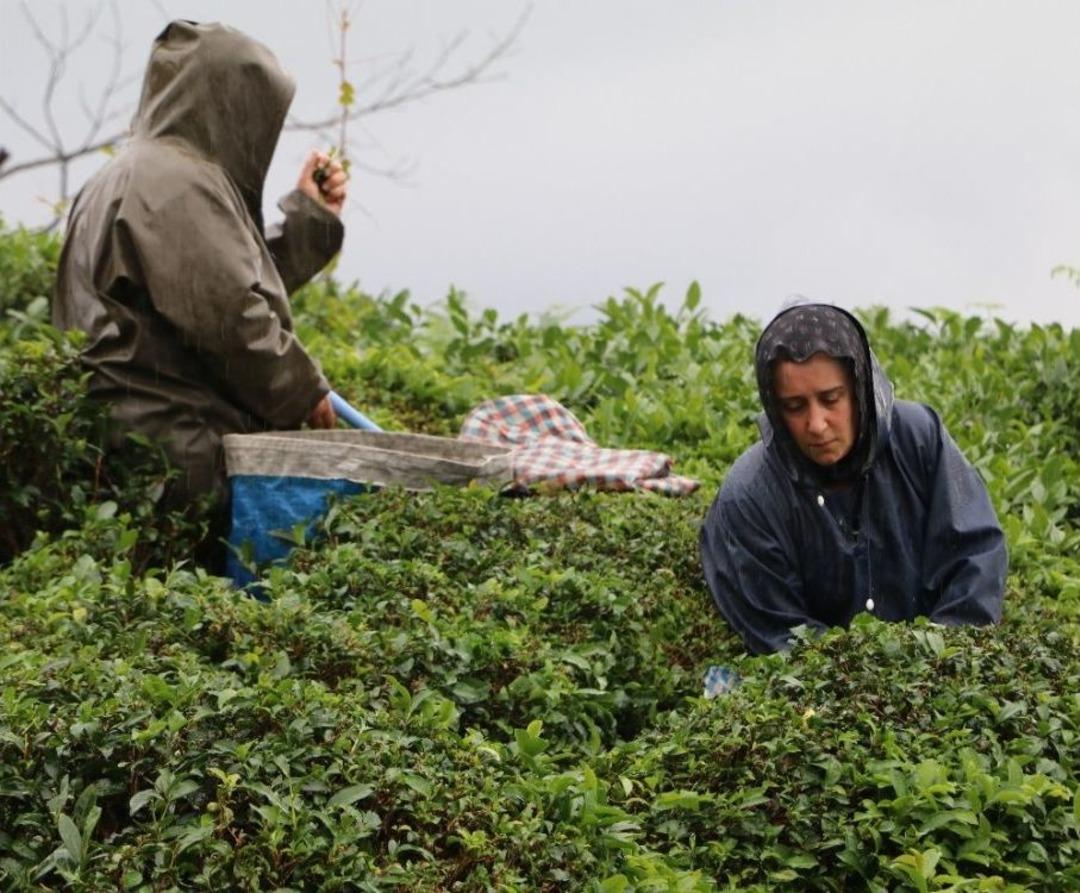 &Ccedil;ay Sezonunu Kemen&ccedil;e Eşliğinde &Ccedil;ay Toplayarak Sonlandırdılar