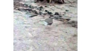 Sel Sularına Kapılan İnekler Telef Oldu