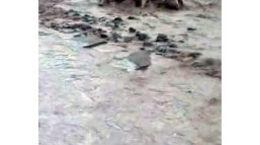 Sel Sularına Kapılan İnekler Telef Oldu