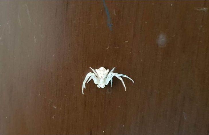 İnsan Yüzlü Örümcek Hayrete Düşürdü G1