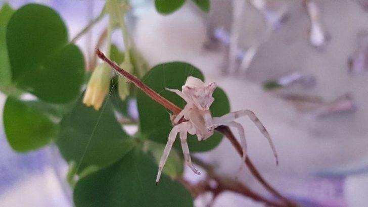 İnsan Yüzlü Örümcek Hayrete Düşürdü G2