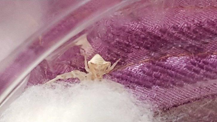 İnsan Yüzlü Örümcek Hayrete Düşürdü G5