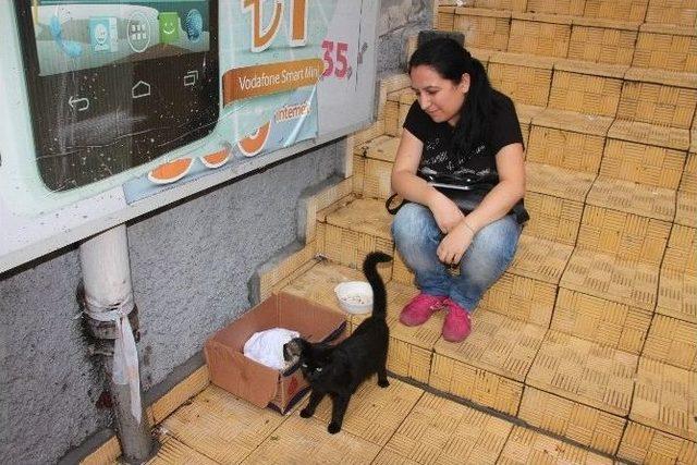 Hasta Ve Yavru Kediye Mühendisler Sahip Çıktı