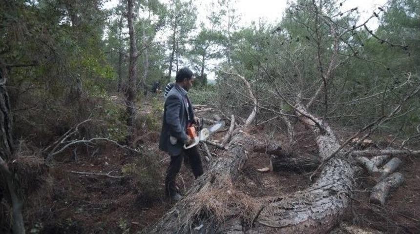 Ovacık K&ouml;y&uuml;&rsquo;ndeki Ağa&ccedil; Kesimine Mahkemeden Durdurma Kararı