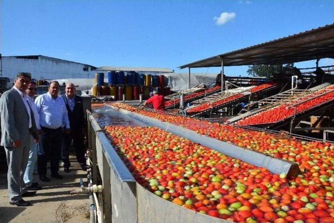 T&uuml;rkiye, Sal&ccedil;a &Uuml;retiminde D&uuml;nya &Uuml;&ccedil;&uuml;nc&uuml;s&uuml;