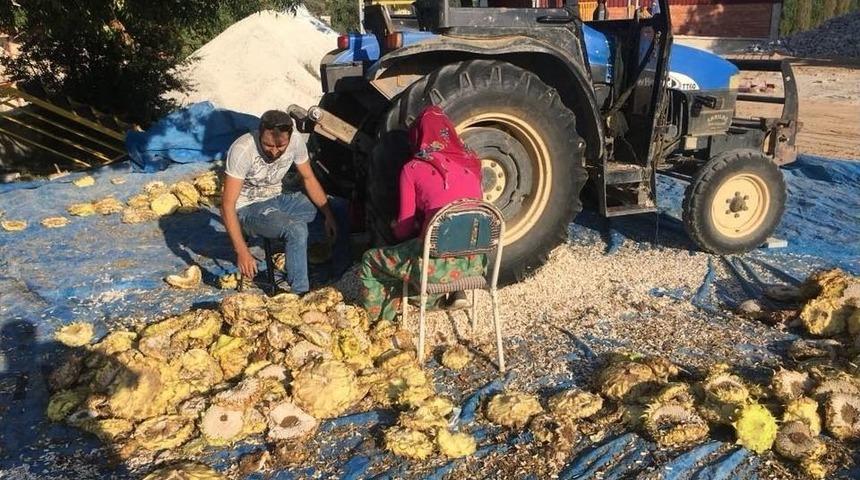 Ay&ccedil;i&ccedil;eği Hasadında Son Nokta