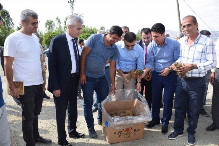 Kozluk’ta 45 Çiftçiye Çilek Fidesi Dağıtıldı G2