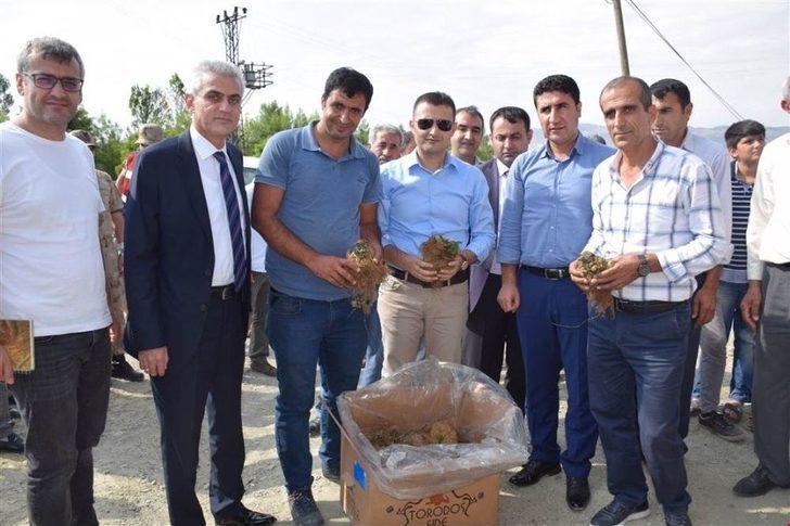 Kozluk’ta 45 Çiftçiye Çilek Fidesi Dağıtıldı G3