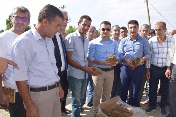 Kozluk’ta 45 Çiftçiye Çilek Fidesi Dağıtıldı G5