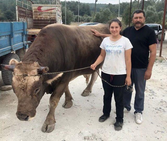 Boğa Güreşinin Geliri Eğitime Harcandı