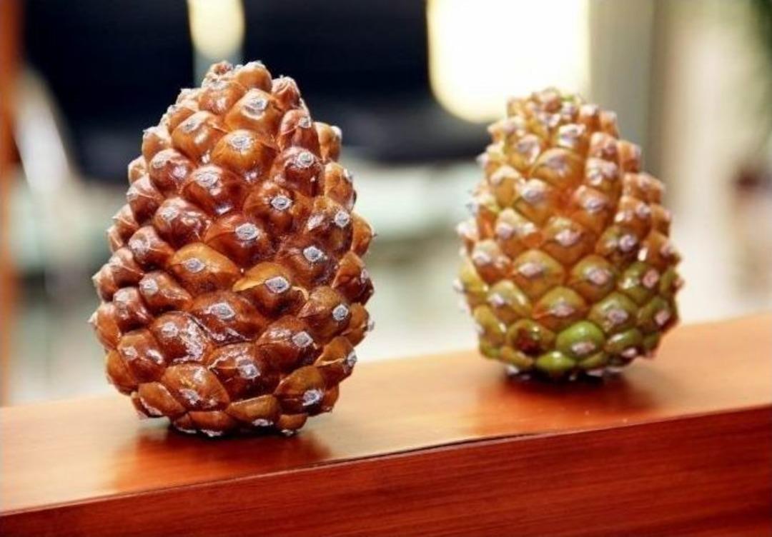 (&ouml;zel Haber) &Ccedil;am Fıstığı Rekoltesinde 2 Yıldır D&uuml;ş&uuml;şe Sebep Olan Yırtıcı B&ouml;cekle M&uuml;cadele Başlatıldı