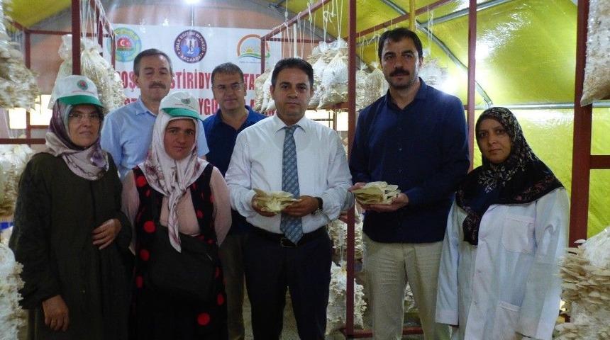 İstiritye Mantarında İlk Hasat