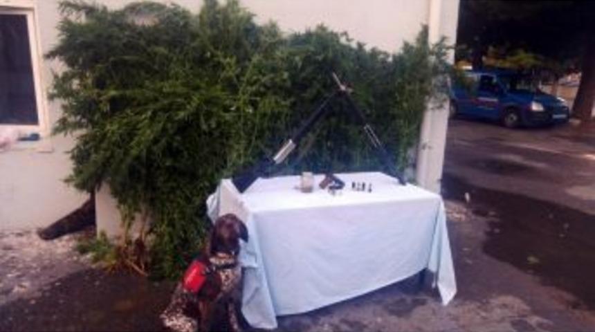 Başkasının Bah&ccedil;esine Kenevir Eken Uyuşturucu Tacirleri Yakalandı