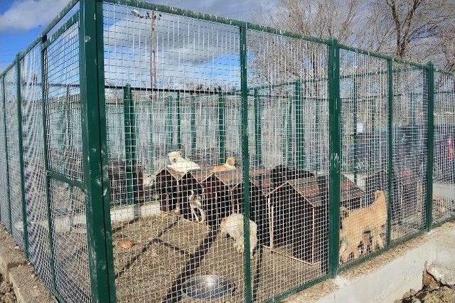 Gölbaşı Sokak Hayvanları Barınağı’na 3 Bin Köpek Kulübesi İle 75 Kafes Yapılıyor