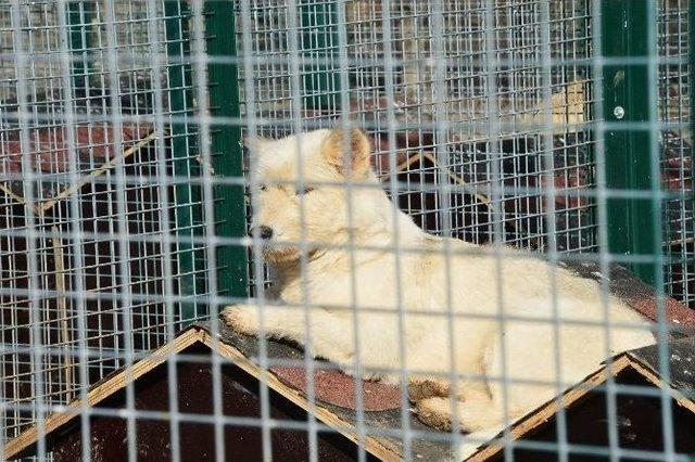 Gölbaşı Sokak Hayvanları Barınağı’na 3 Bin Köpek Kulübesi İle 75 Kafes Yapılıyor