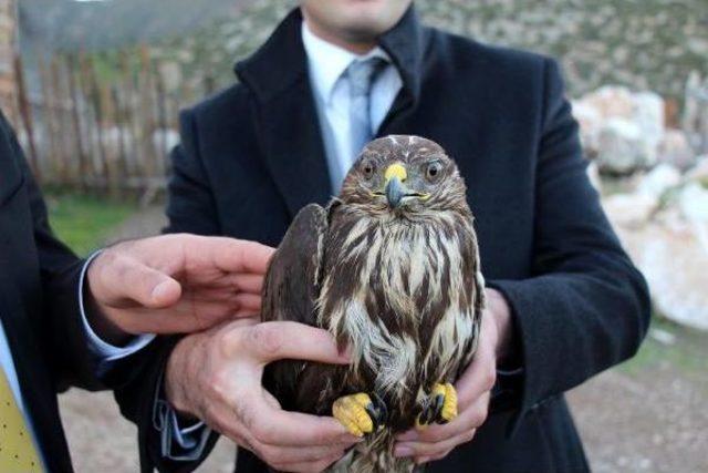 Tedavisi Tamamlanan Şahin Doğaya Bırakıldı