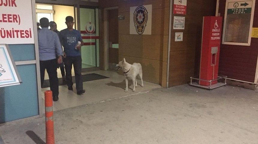 Sahibini Hastane Kapısında Bekleyen K&ouml;pek &Ccedil;alındı