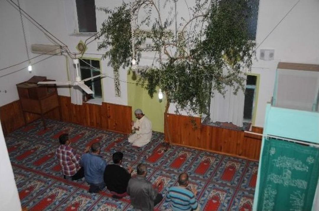 (&ouml;zel Haber) Cami İ&ccedil;inde Zeytin Ağacı G&ouml;lgesinde Namaz