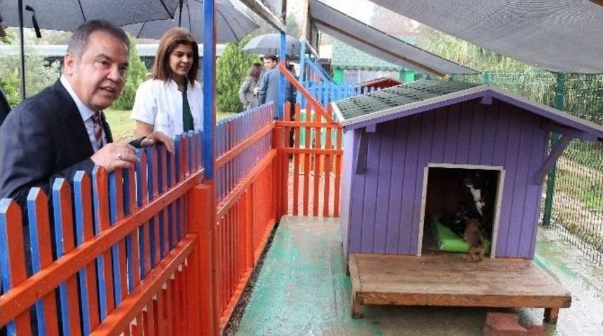 Konyaaltı Belediyesi Bin 800 Sokak Hayvanını Tedavi Etti