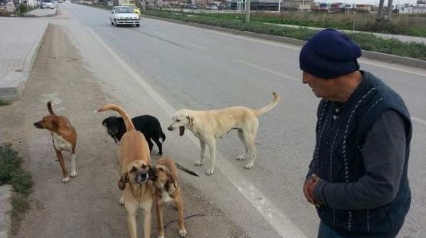 Balıkesir'de İki Belediye Arasında 'sokak K&ouml;peği' Sıkıntısı
