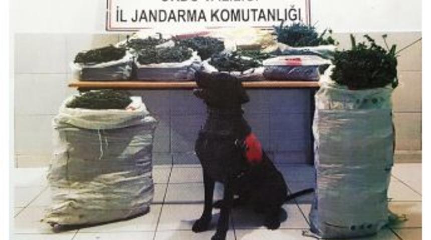 Ordu&rsquo;da 26 Kilo Kubar Esrar Ele Ge&ccedil;ti