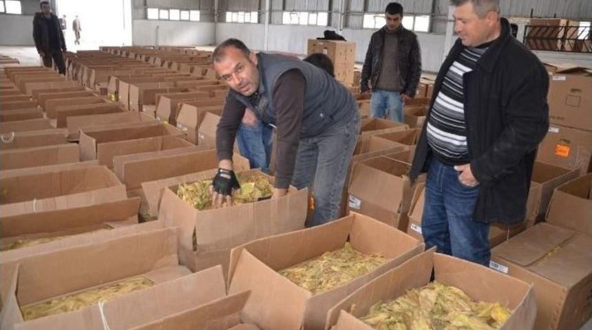 Eşme&rsquo;de Yılın İlk T&uuml;t&uuml;k Mahsulleri Firmaya Teslim Edildi