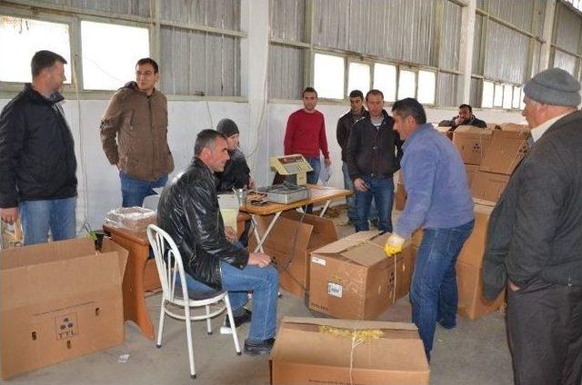 Eşme’de Yılın İlk Tütük Mahsulleri Firmaya Teslim Edildi 1