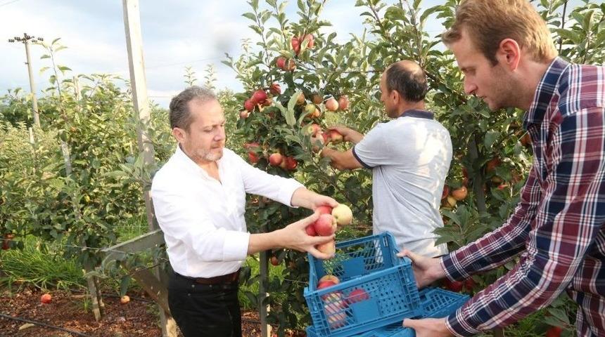Rekt&ouml;r Yarılga&ccedil;, Fak&uuml;ltenin Uygulama Bah&ccedil;esinde Elma Hasadına Katıldı