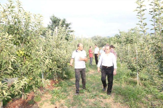 Rektör Yarılgaç, Fakültenin Uygulama Bahçesinde Elma Hasadına Katıldı