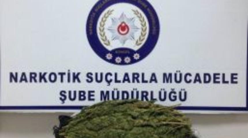 Bingöl’de 6,5 Kilo Esrar Ele Geçirildi