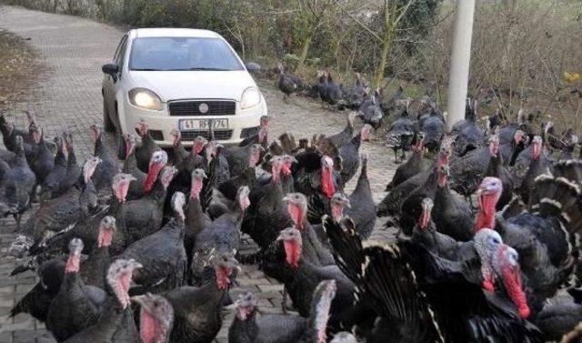 Yılbaşı Yaklaştı, Kandıra'da Hindi Piyasası Hareketlendi