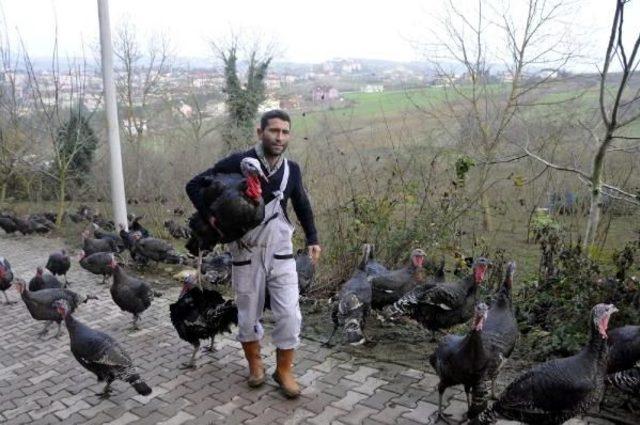 Yılbaşı Yaklaştı, Kandıra'da Hindi Piyasası Hareketlendi