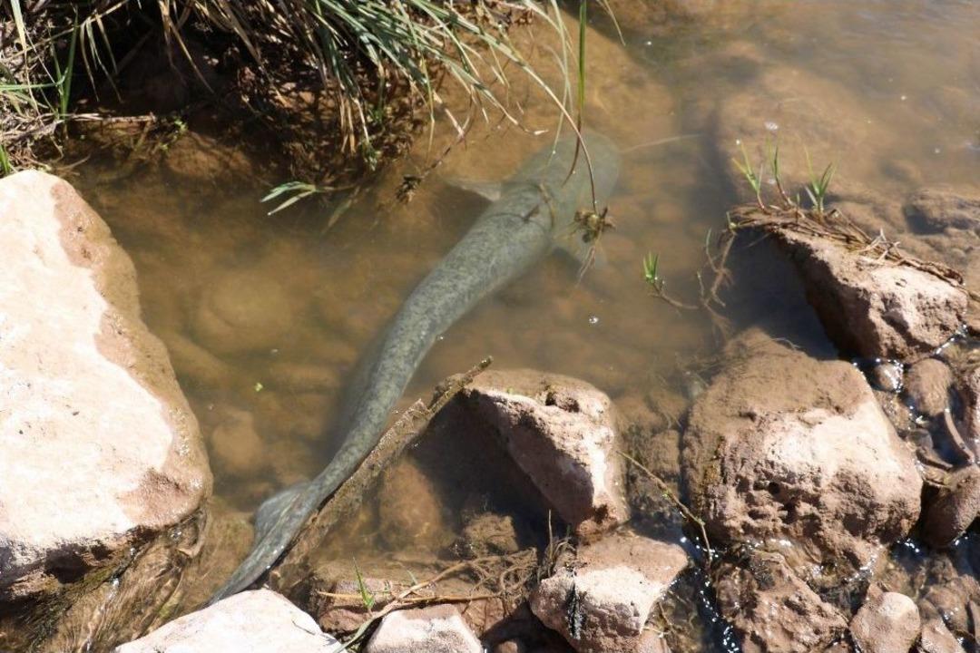 Kızılırmak&rsquo;ta Balık &Ouml;l&uuml;mleri Korkuttu