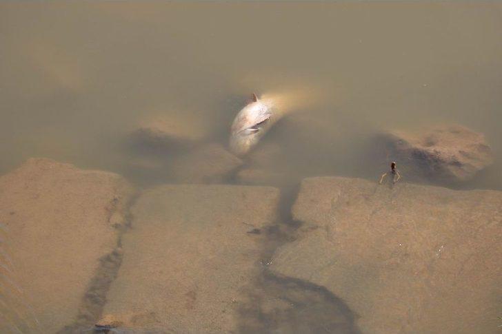 Kızılırmak’ta Balık Ölümleri Korkuttu G1