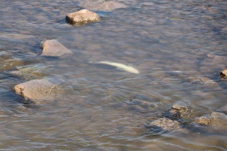 Kızılırmak’ta Balık Ölümleri Korkuttu G2