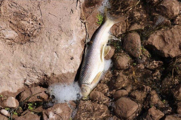 Kızılırmak’ta Balık Ölümleri Korkuttu G3