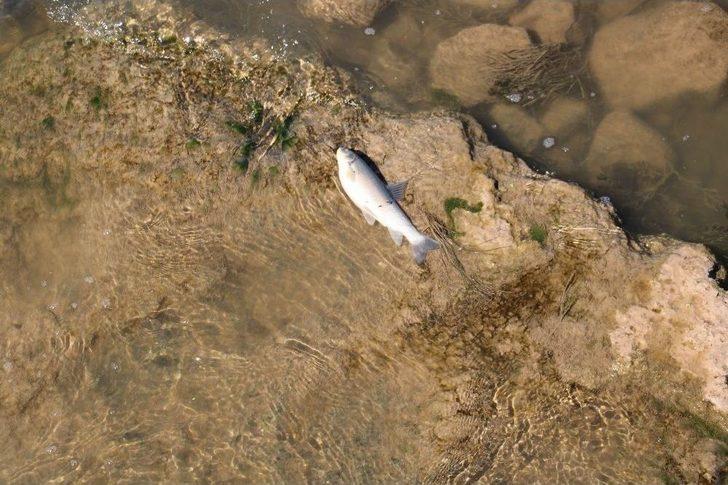 Kızılırmak’ta Balık Ölümleri Korkuttu G5