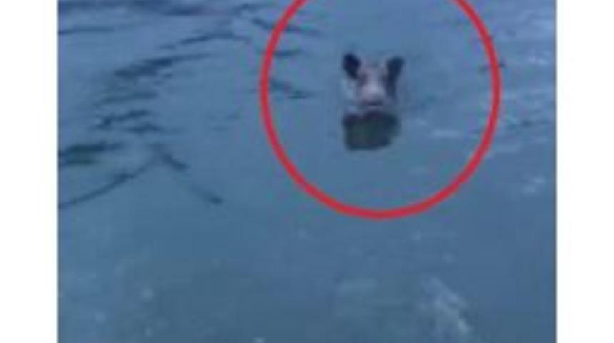 Balık Zannettiği Şeyin Domuz Olduğunu Görünce Şaşkına Döndü