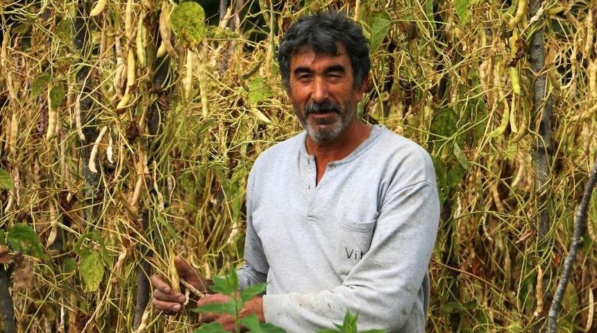 Akkuş Şeker Fasulyesinin Hasadına Başlandı