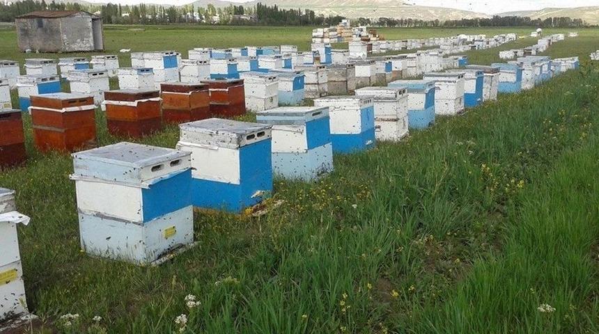 Samsun, Bal &Uuml;retiminde Ge&ccedil;en Seneyi Yakaladı