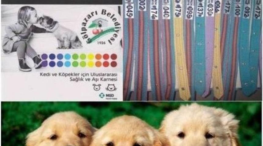 Gölpazarı Belediyesi’nden Sahipli Ve Sahipsiz Köpekleri Tespit Çalışmaları
