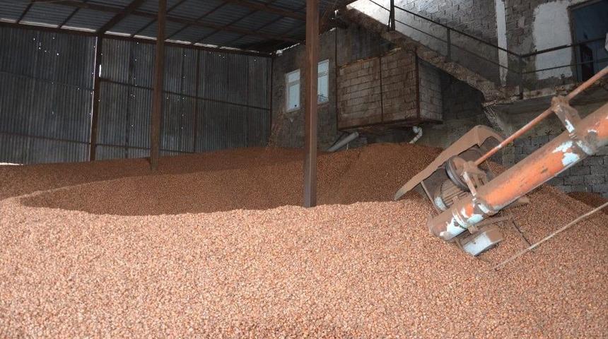 Fındık Dolar Bazında Geriledi