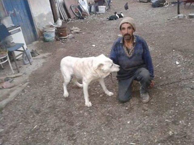 Bu Köpek Fazladan Yaşıyor