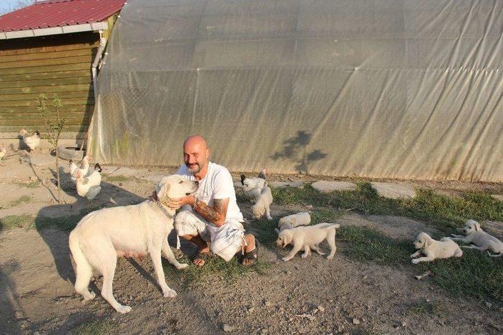 (özel) İnsanlardan Sıkıldı Hobi Çiftliği Kurdu G2