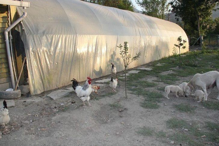 (özel) İnsanlardan Sıkıldı Hobi Çiftliği Kurdu G3