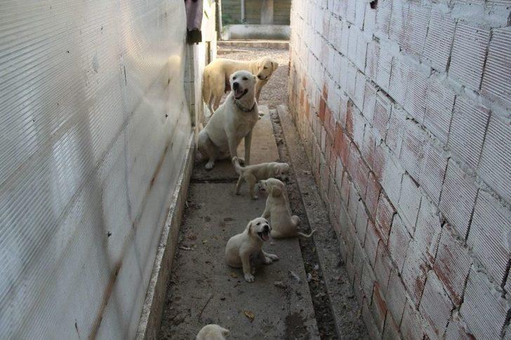 (özel) İnsanlardan Sıkıldı Hobi Çiftliği Kurdu G4